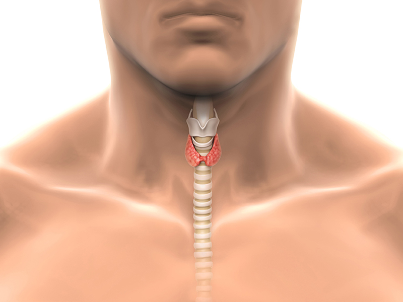 La glande thyroïde se situe au niveau du cou et contrôle l'équilibre hormonal dans le corps. Les maladies de la thyroïde agissent sur l'ensemble du corps et la sécheresse oculaire peut en être un symptôme.